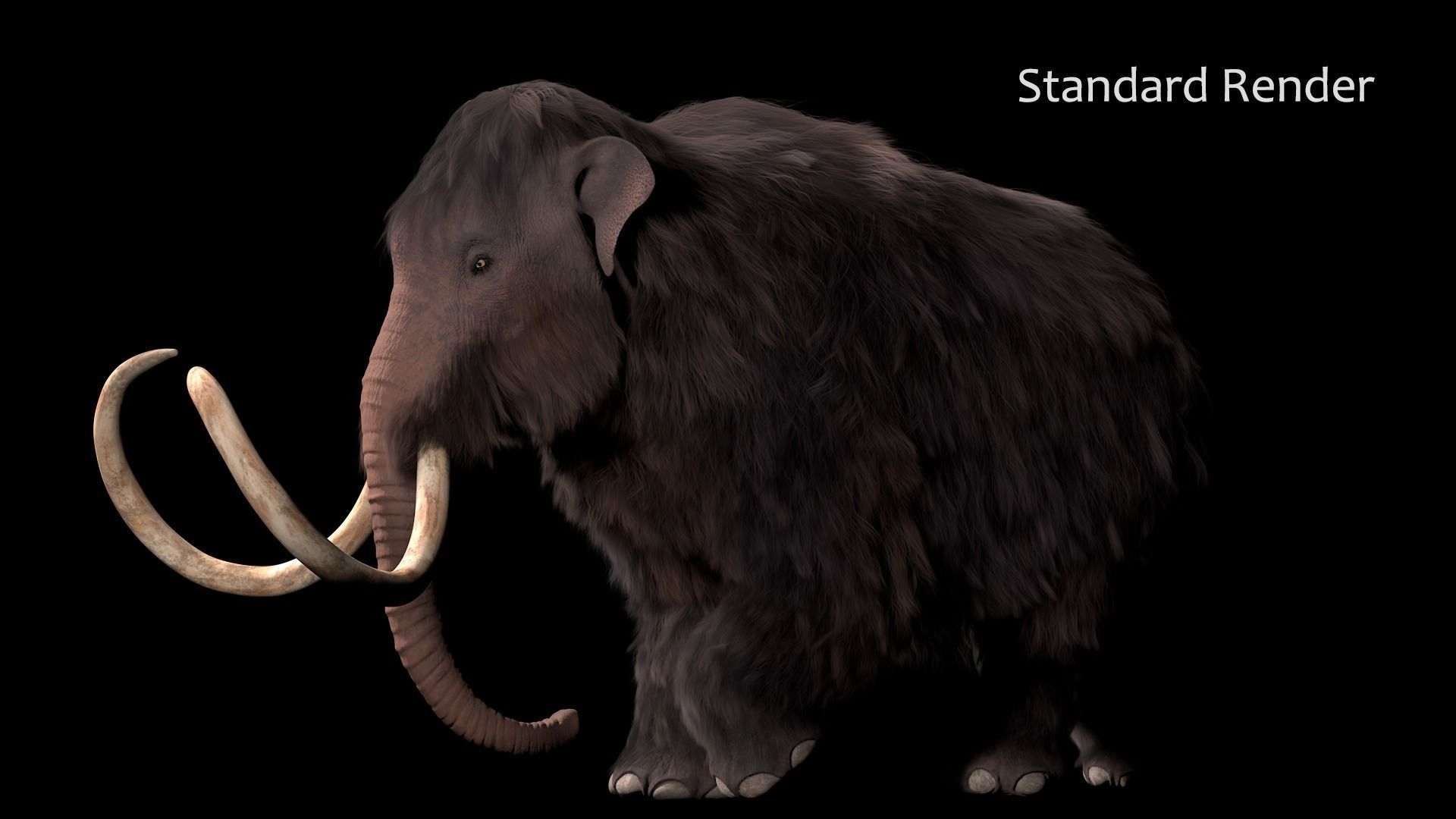 Woolly Mammoth - Mammuthus primigenius 3D model_16