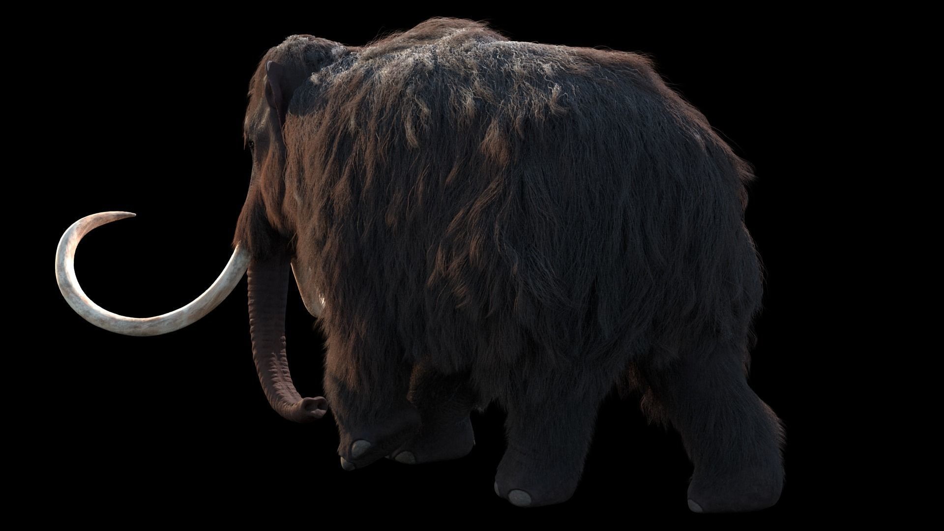 Woolly Mammoth - Mammuthus primigenius 3D model_3