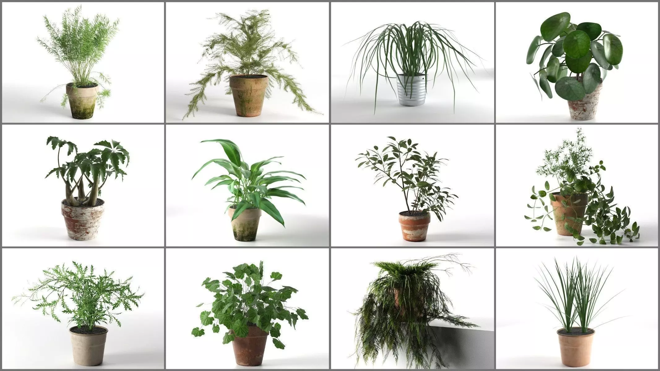 Plants Collection plant in pot 3D model