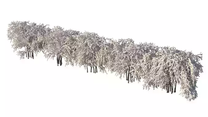 Winter hedge Street bushes