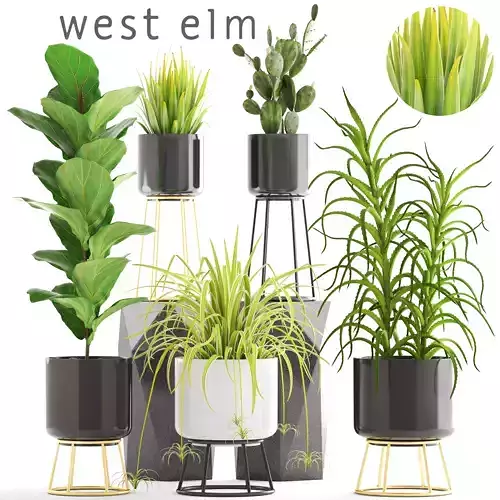 Collection of plants 3D model
