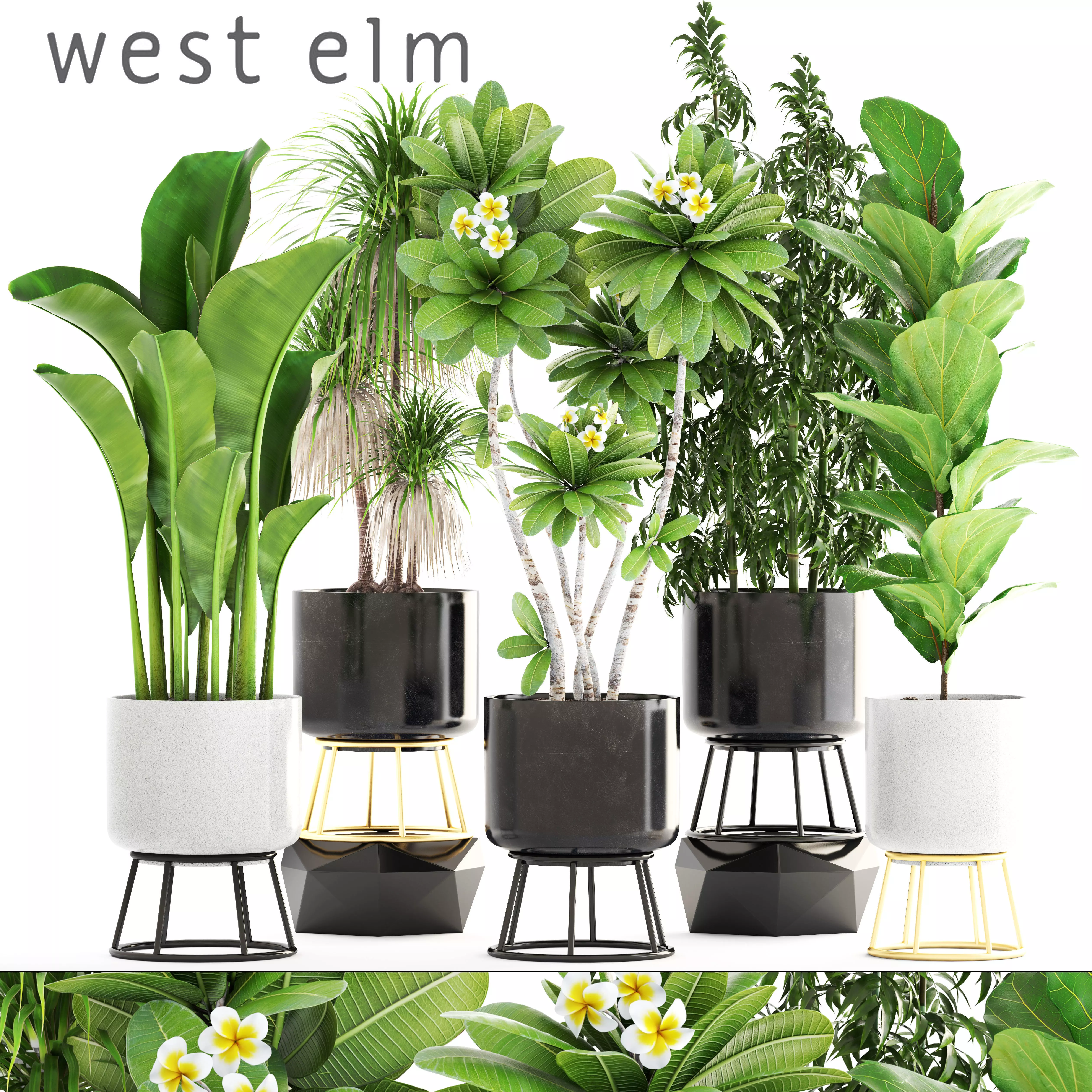 Collection of plants 3D model