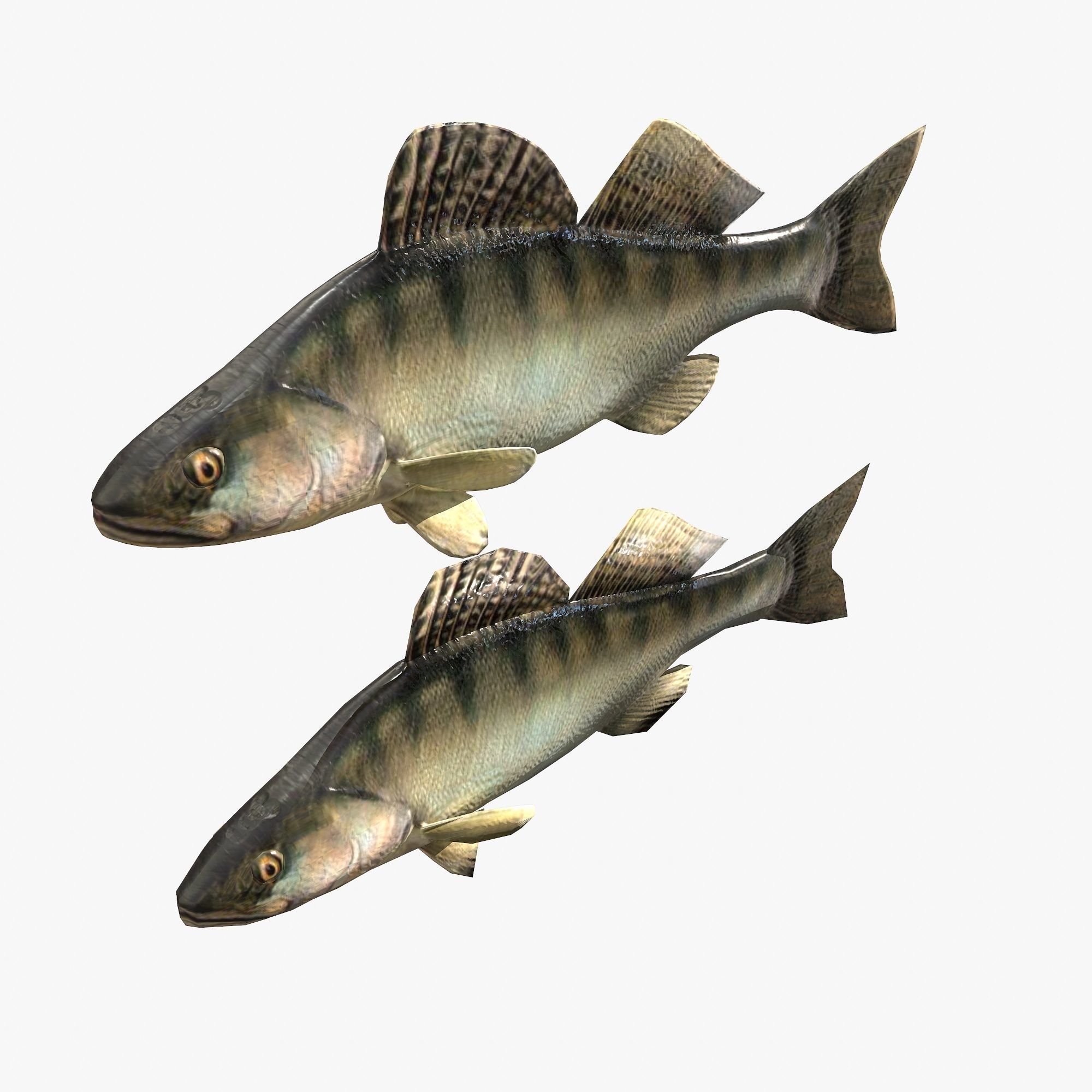 Fish Bersh Low-poly 3D model_0