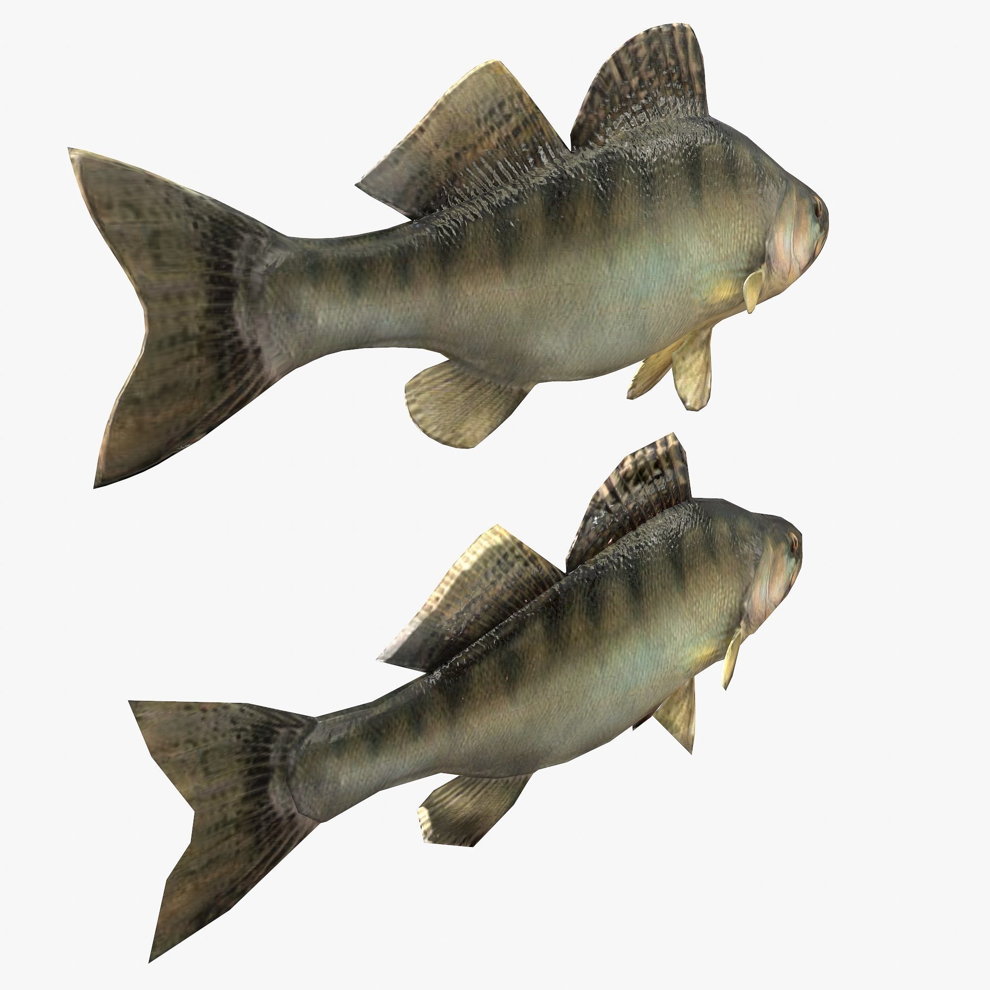 Fish Bersh Low-poly 3D model_3