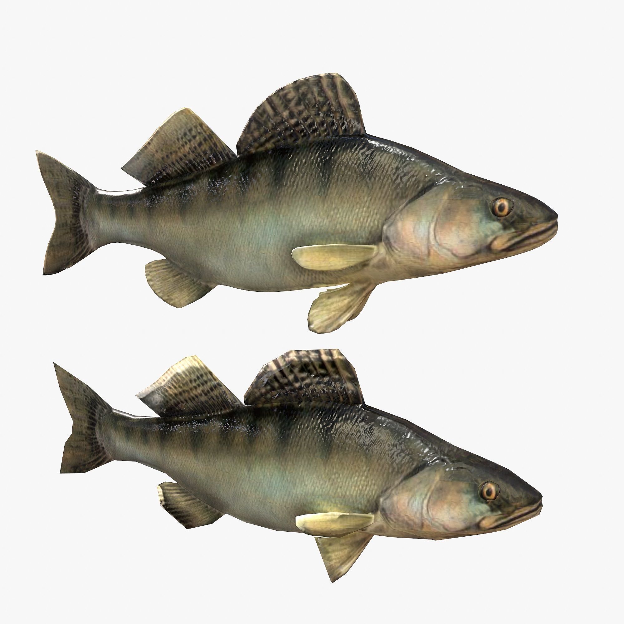 Fish Bersh Low-poly 3D model_4
