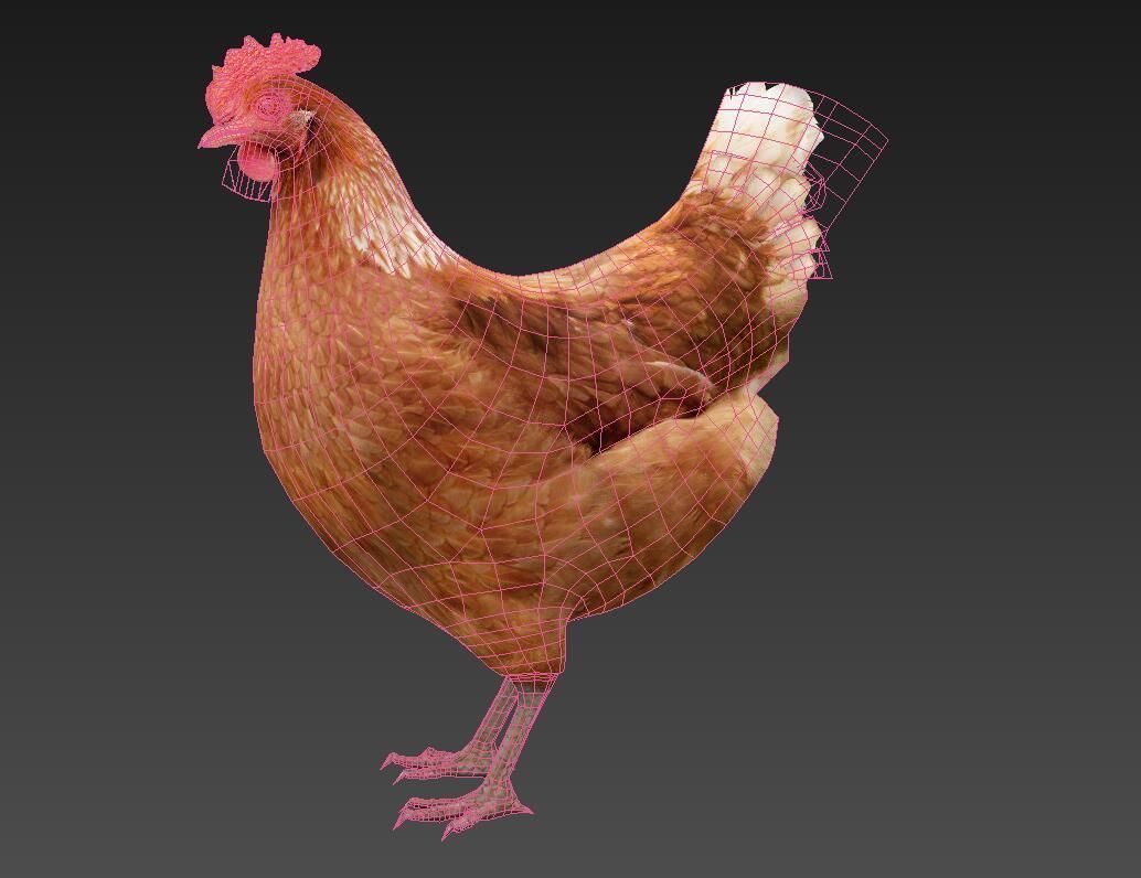 Hen  chicken Low-poly 3D model_3