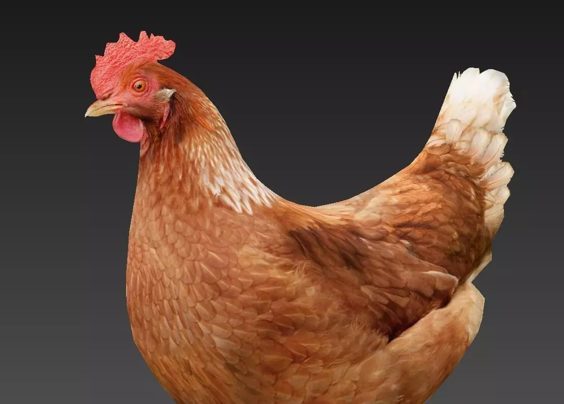 Hen  chicken Low-poly 3D model_0