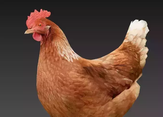 Hen  chicken Low-poly 3D model