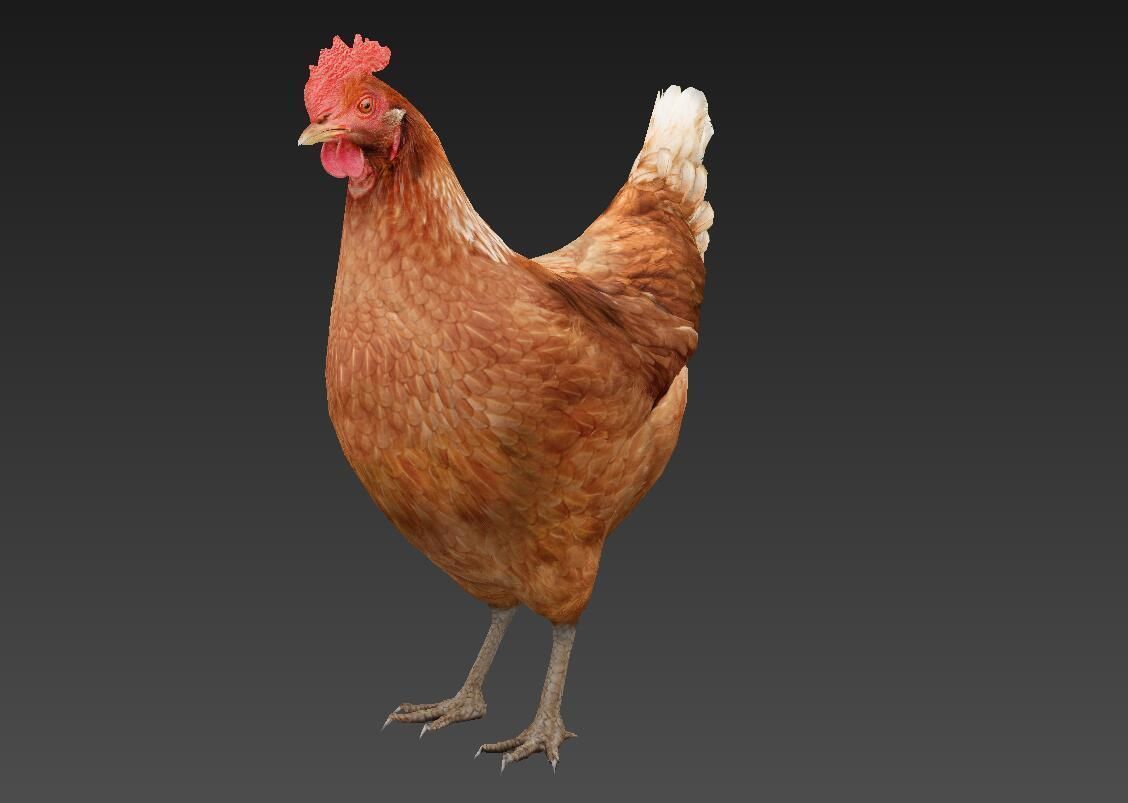 Hen  chicken Low-poly 3D model_2