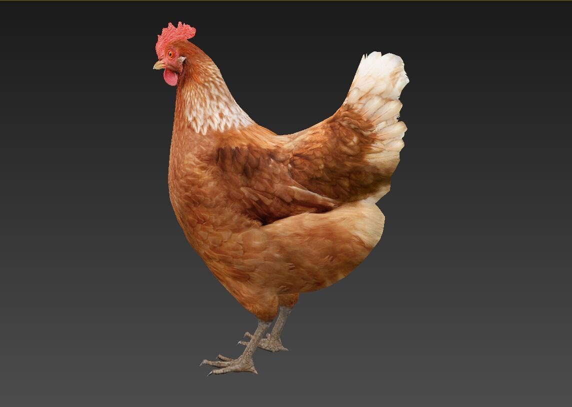 Hen  chicken Low-poly 3D model_6