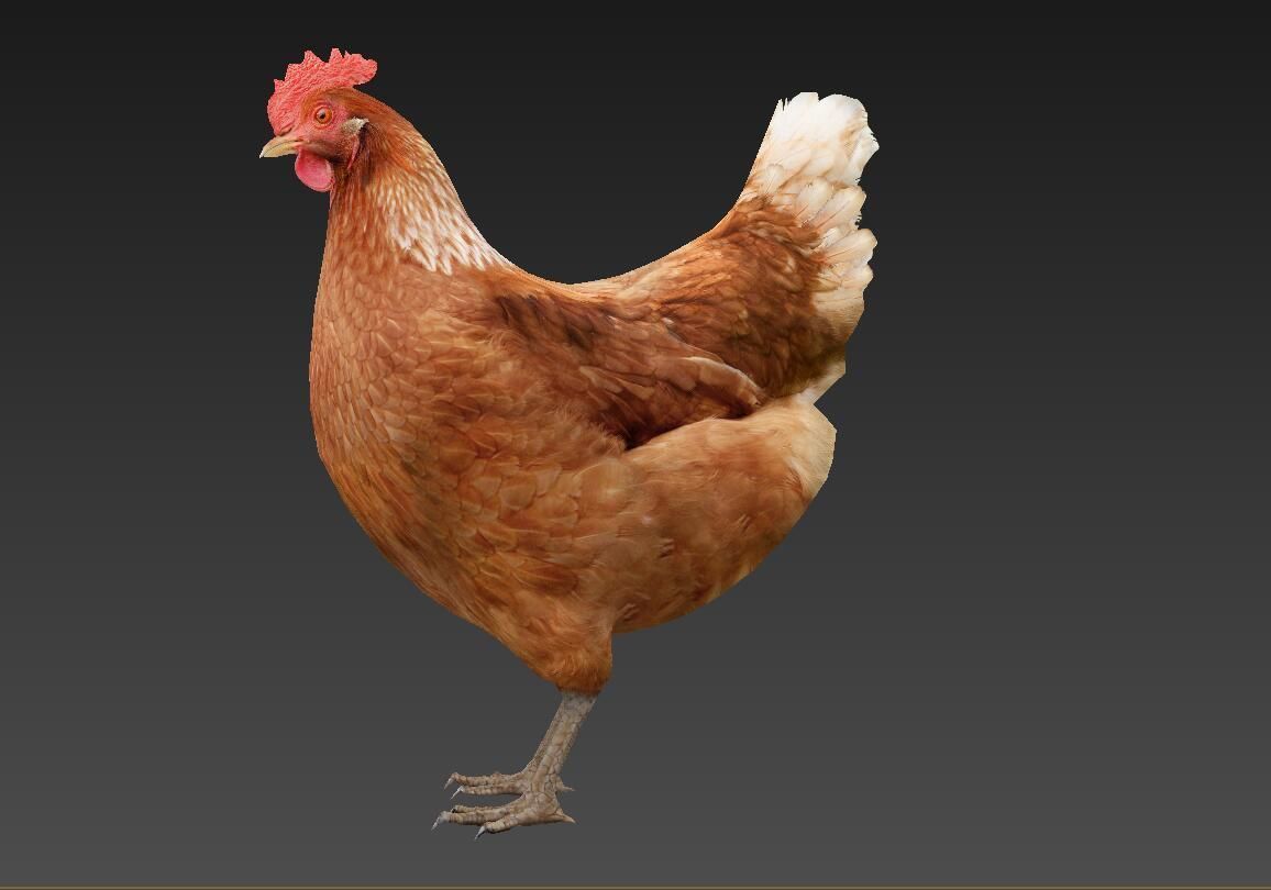 Hen  chicken Low-poly 3D model_7