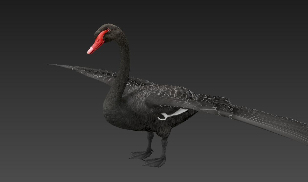  Swan  birds Low-poly 3D model_3