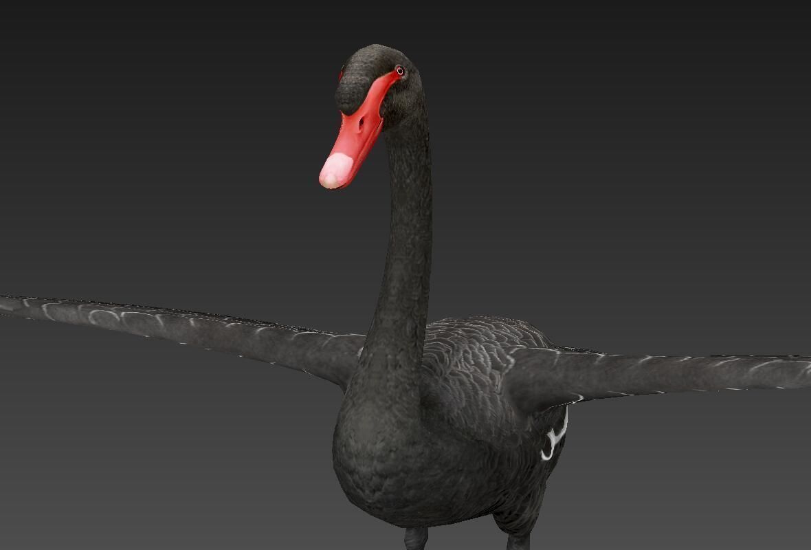  Swan  birds Low-poly 3D model_4