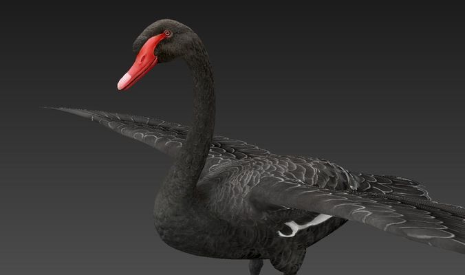  Swan  birds Low-poly 3D model