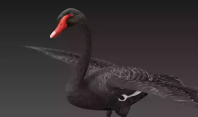  Swan  birds Low-poly 3D model