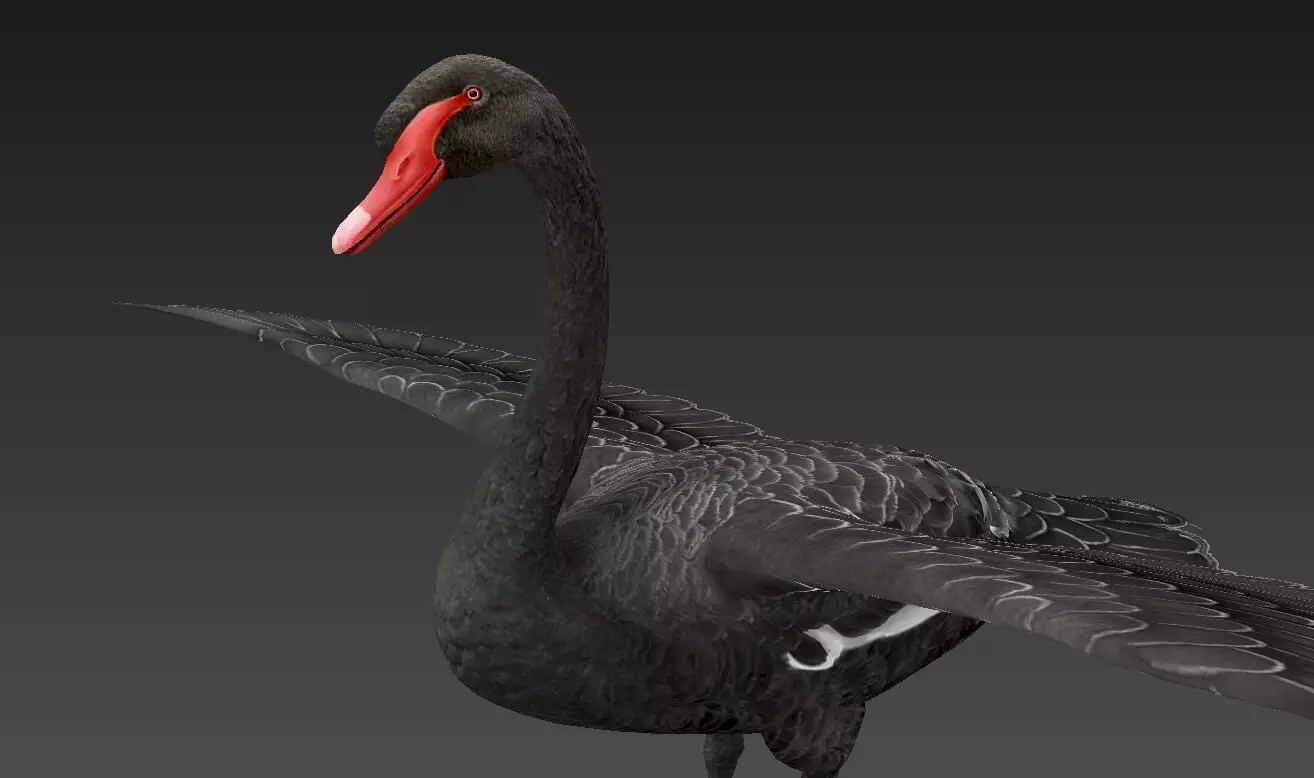  Swan  birds Low-poly 3D model_0