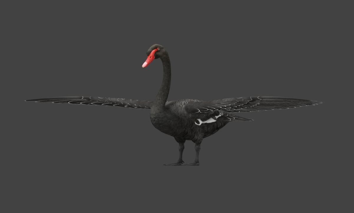  Swan  birds Low-poly 3D model_1