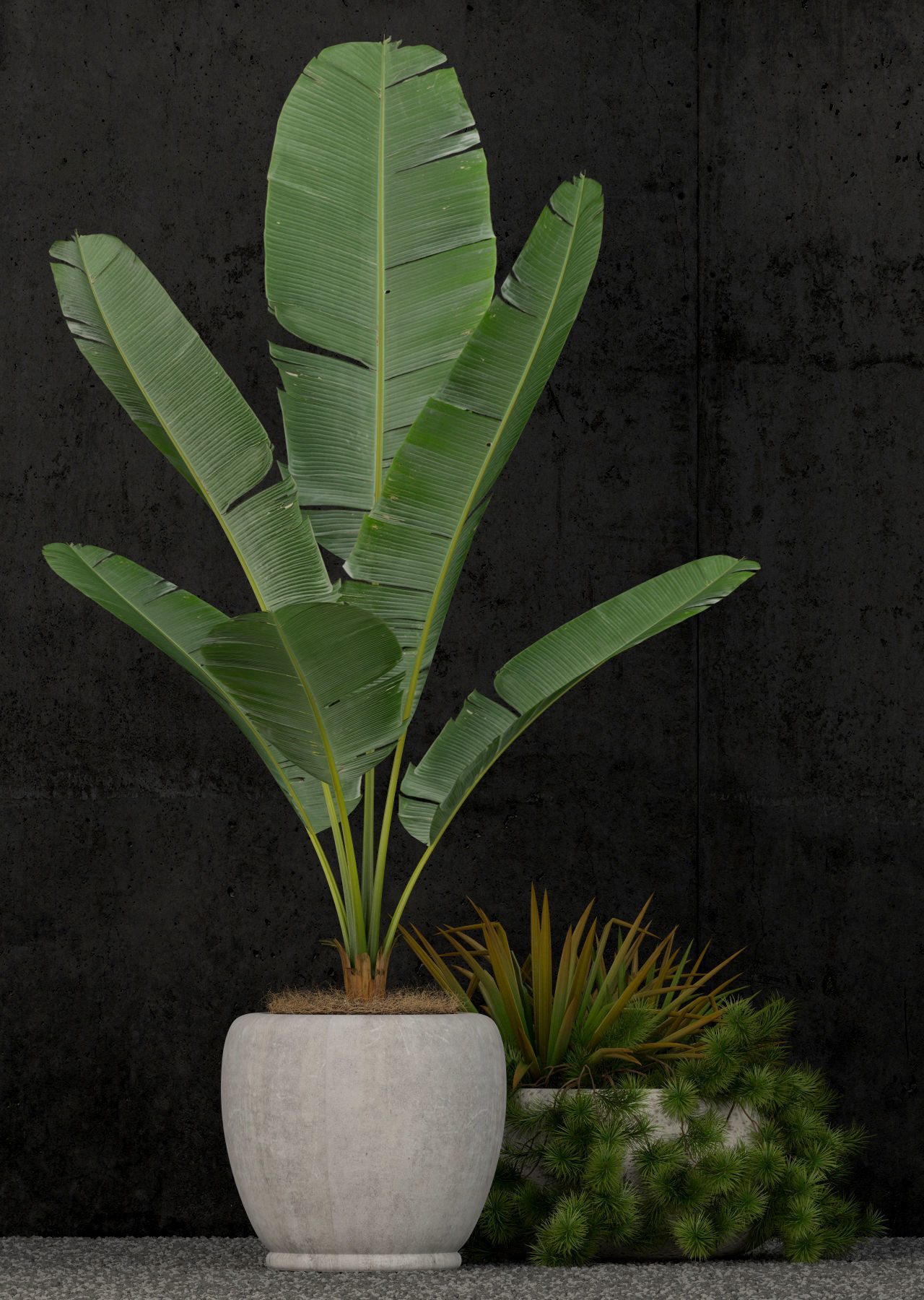 Plants collection 80 3D model_3