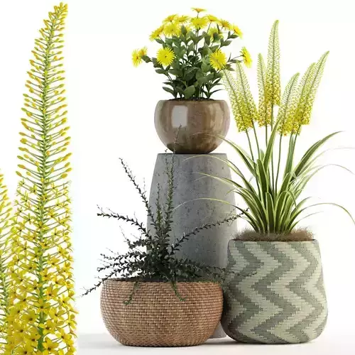 Plants collection 81