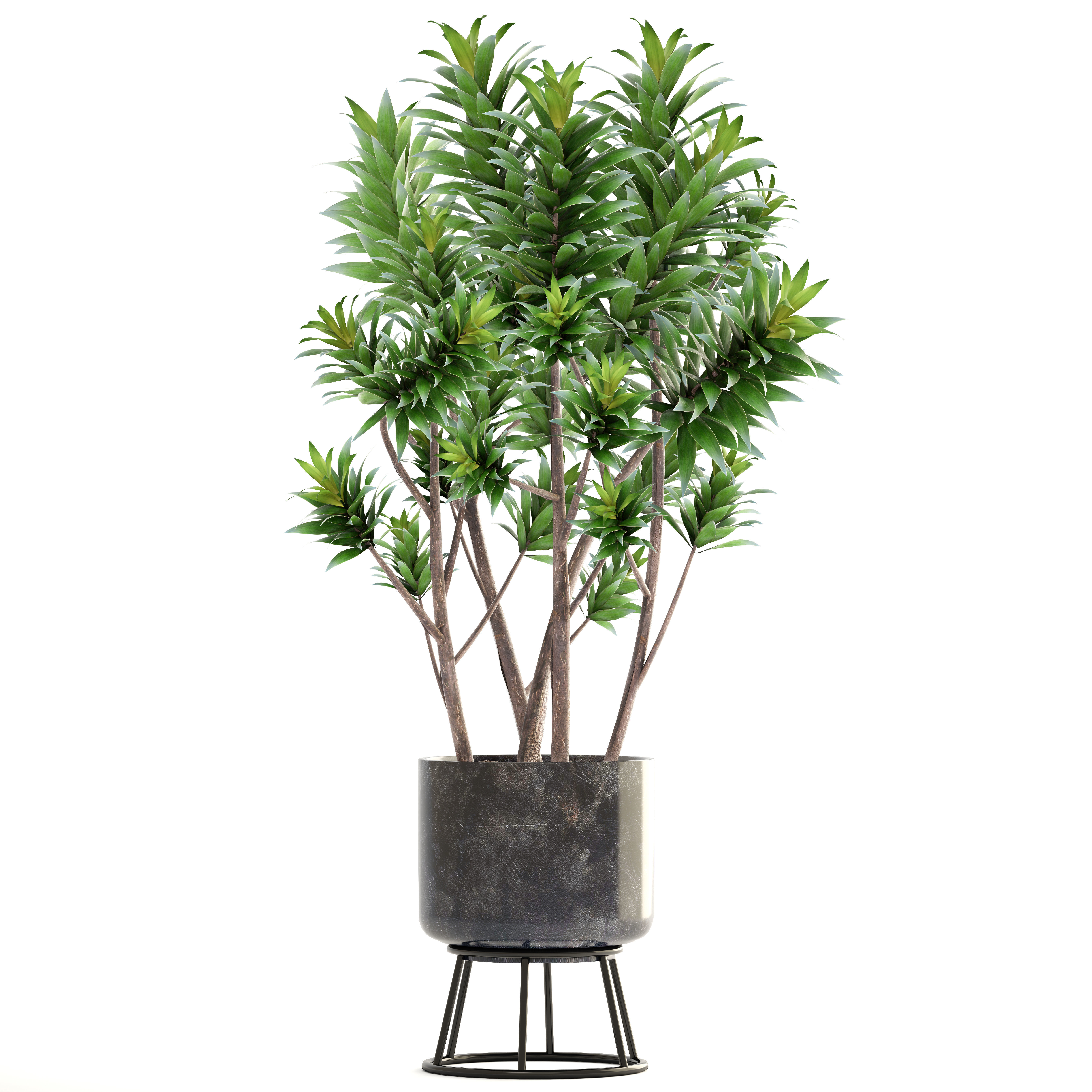 Dracaena tree 3D model_8