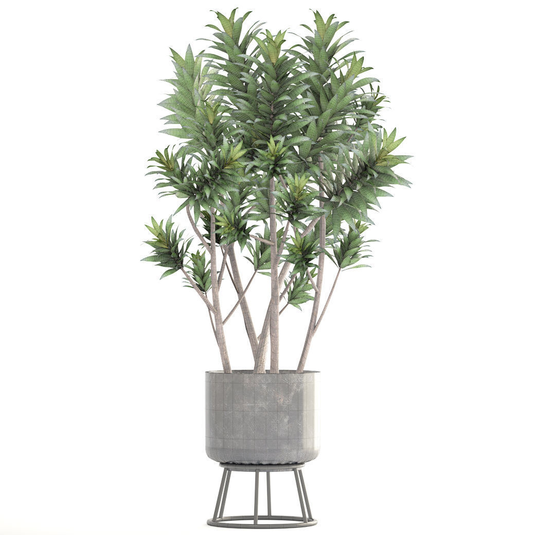 Dracaena tree 3D model_4