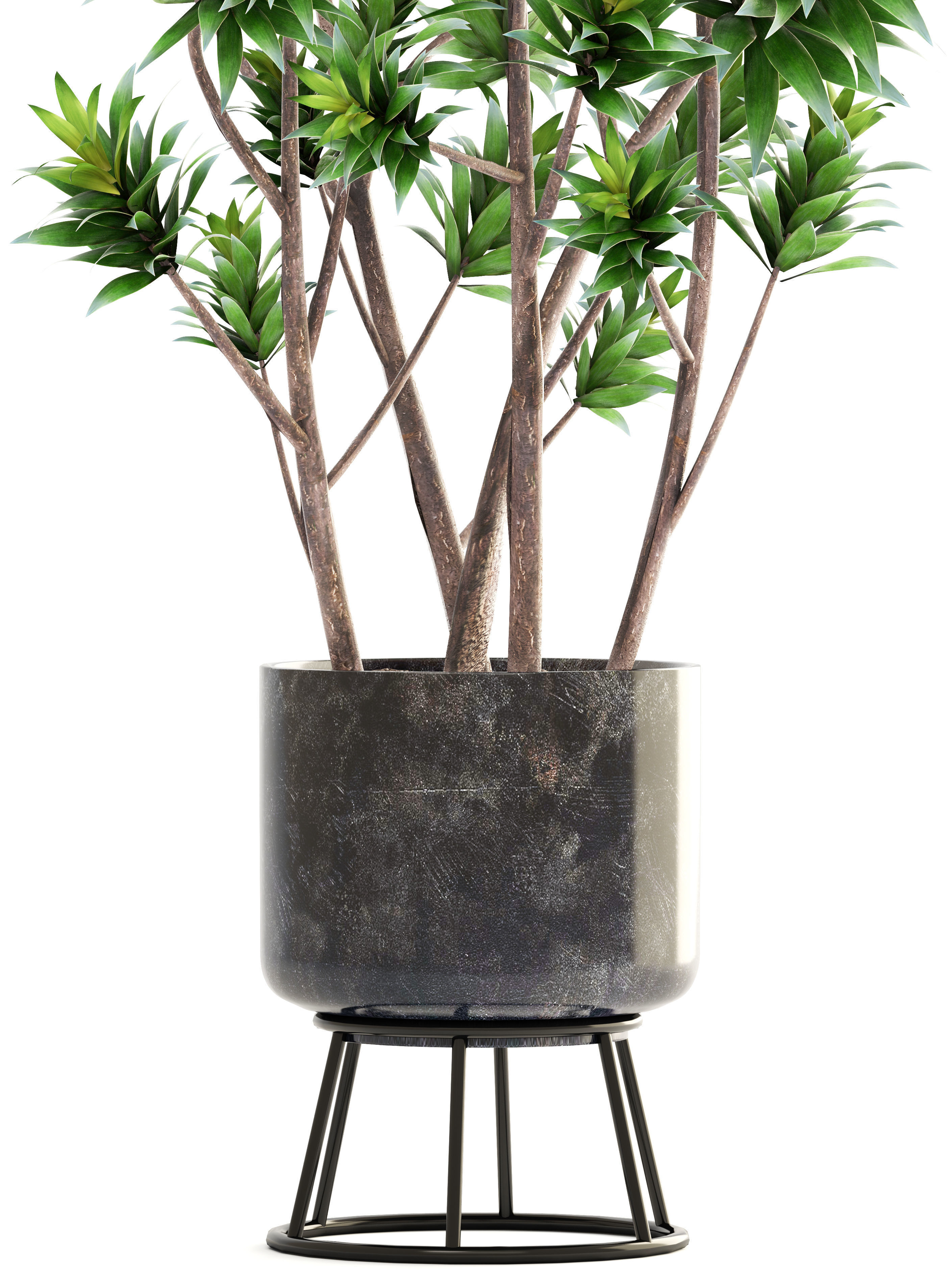 Dracaena tree 3D model_1