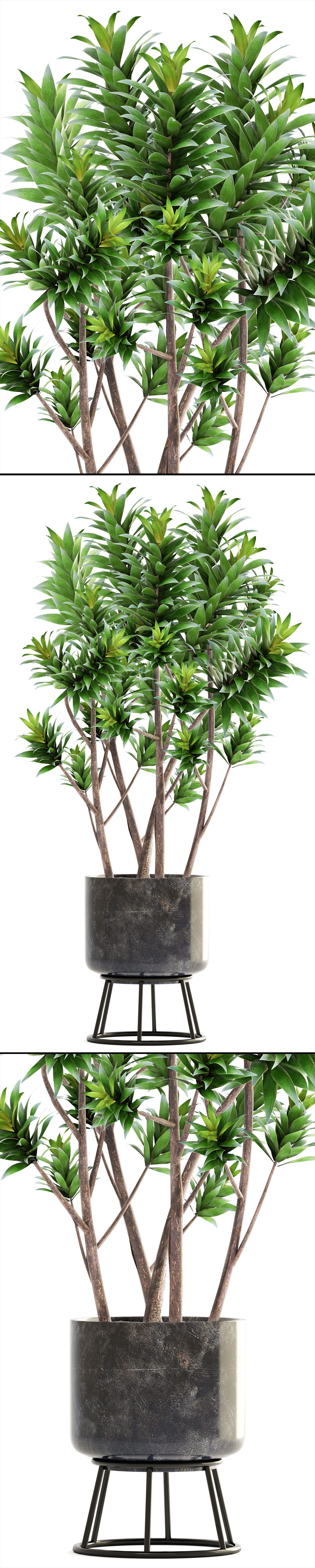 Dracaena tree 3D model_6