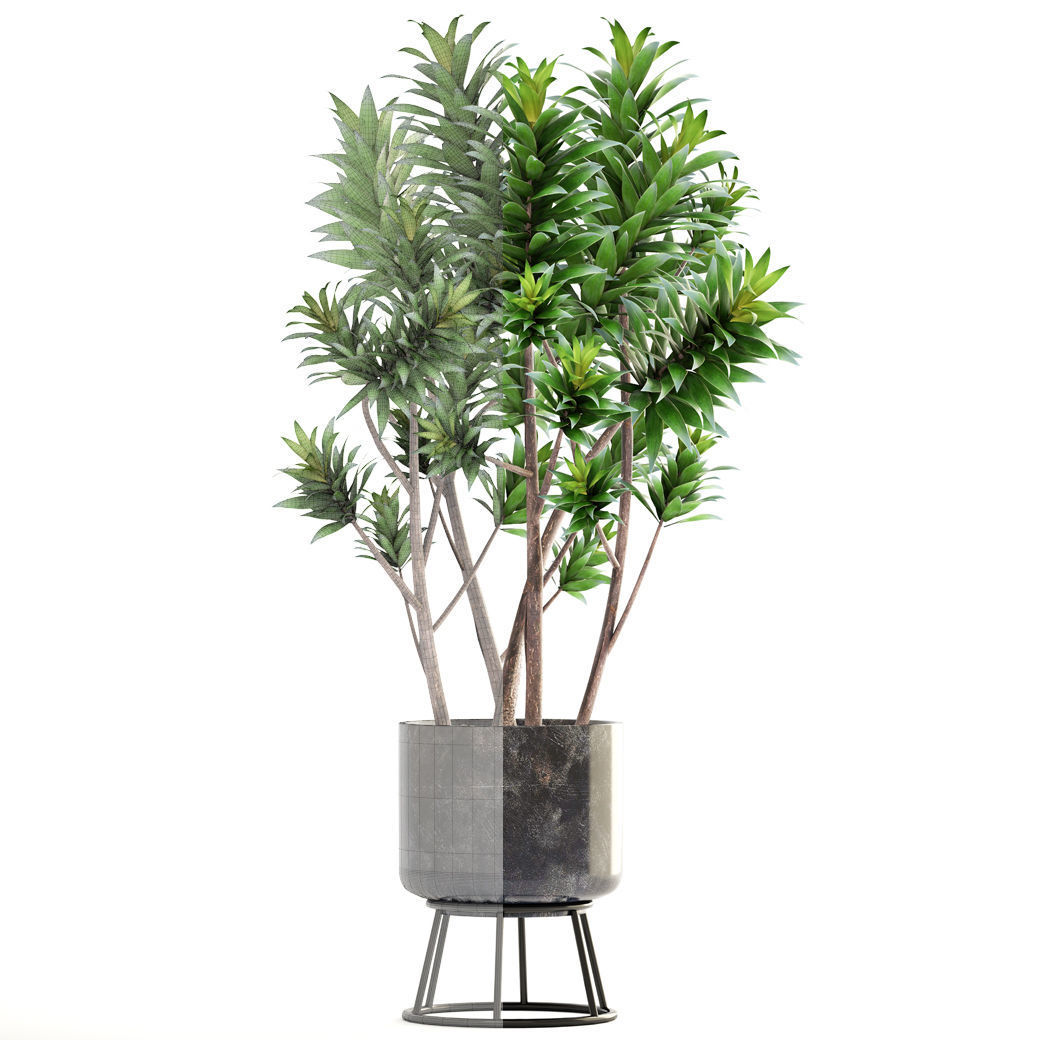 Dracaena tree 3D model_3