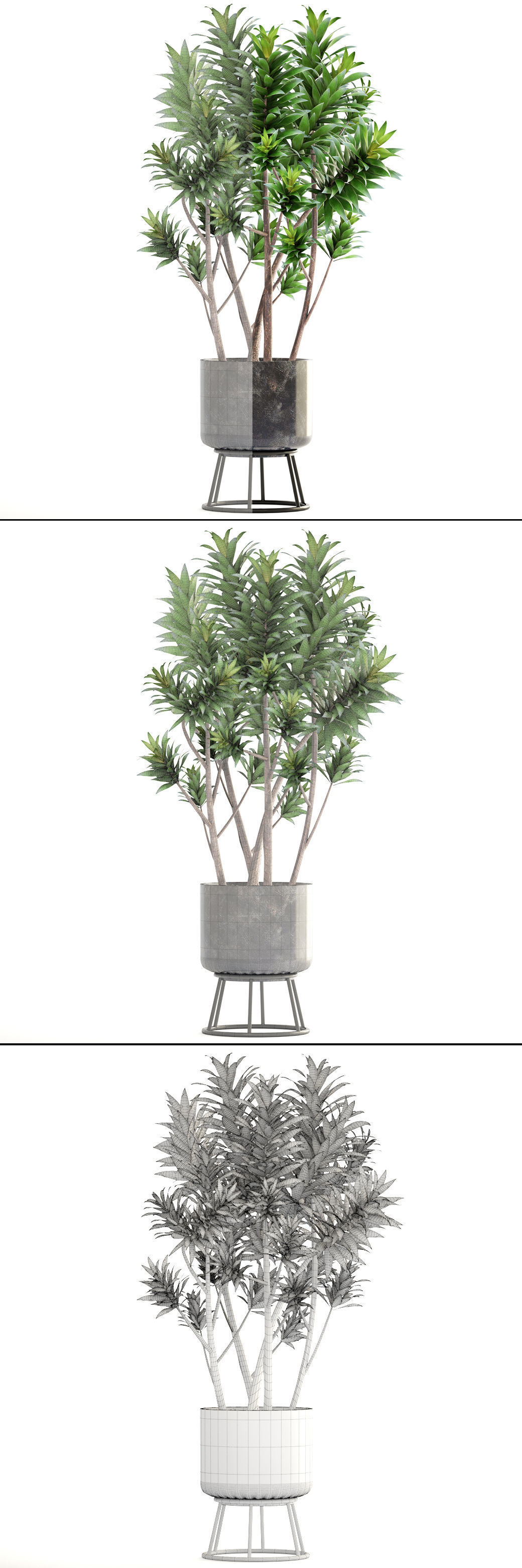 Dracaena tree 3D model_2
