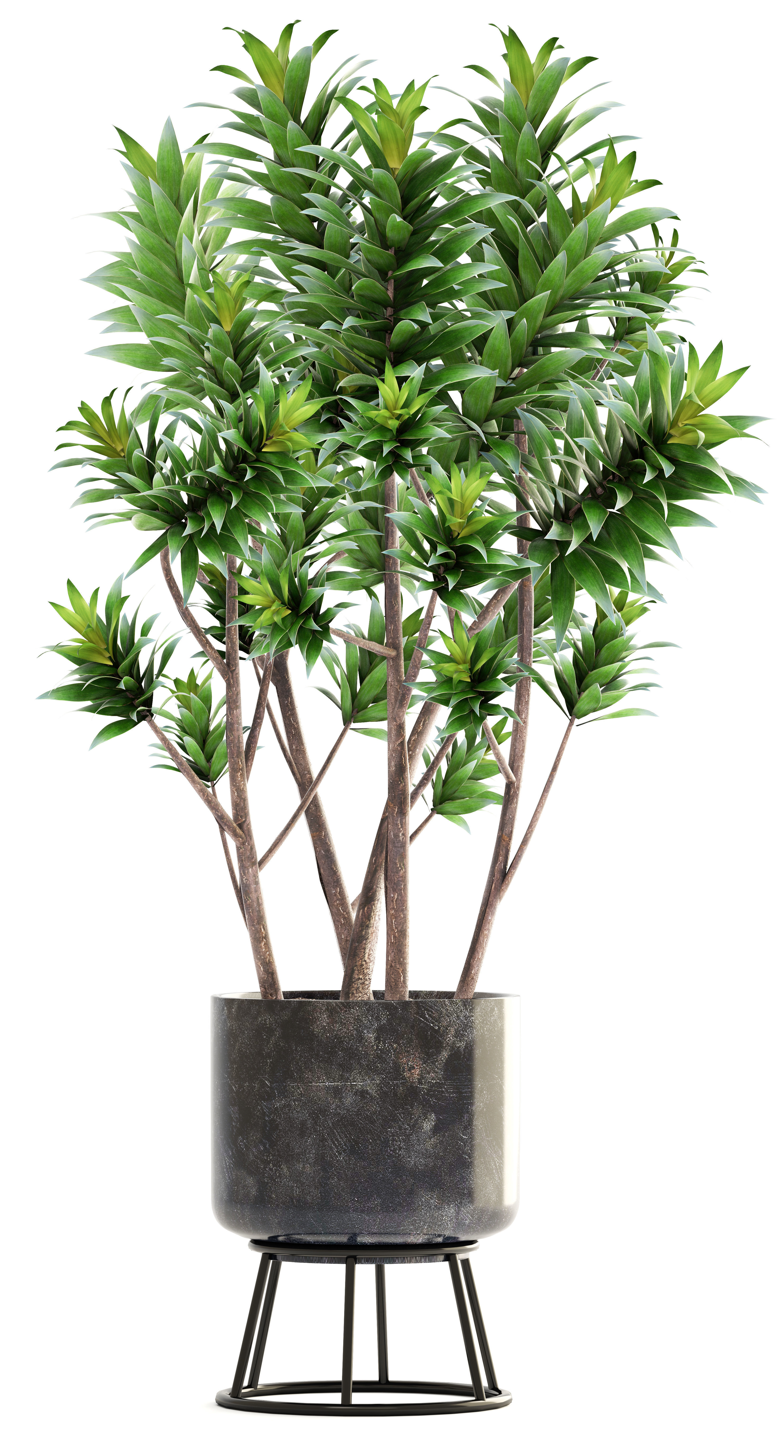 Dracaena tree 3D model_9