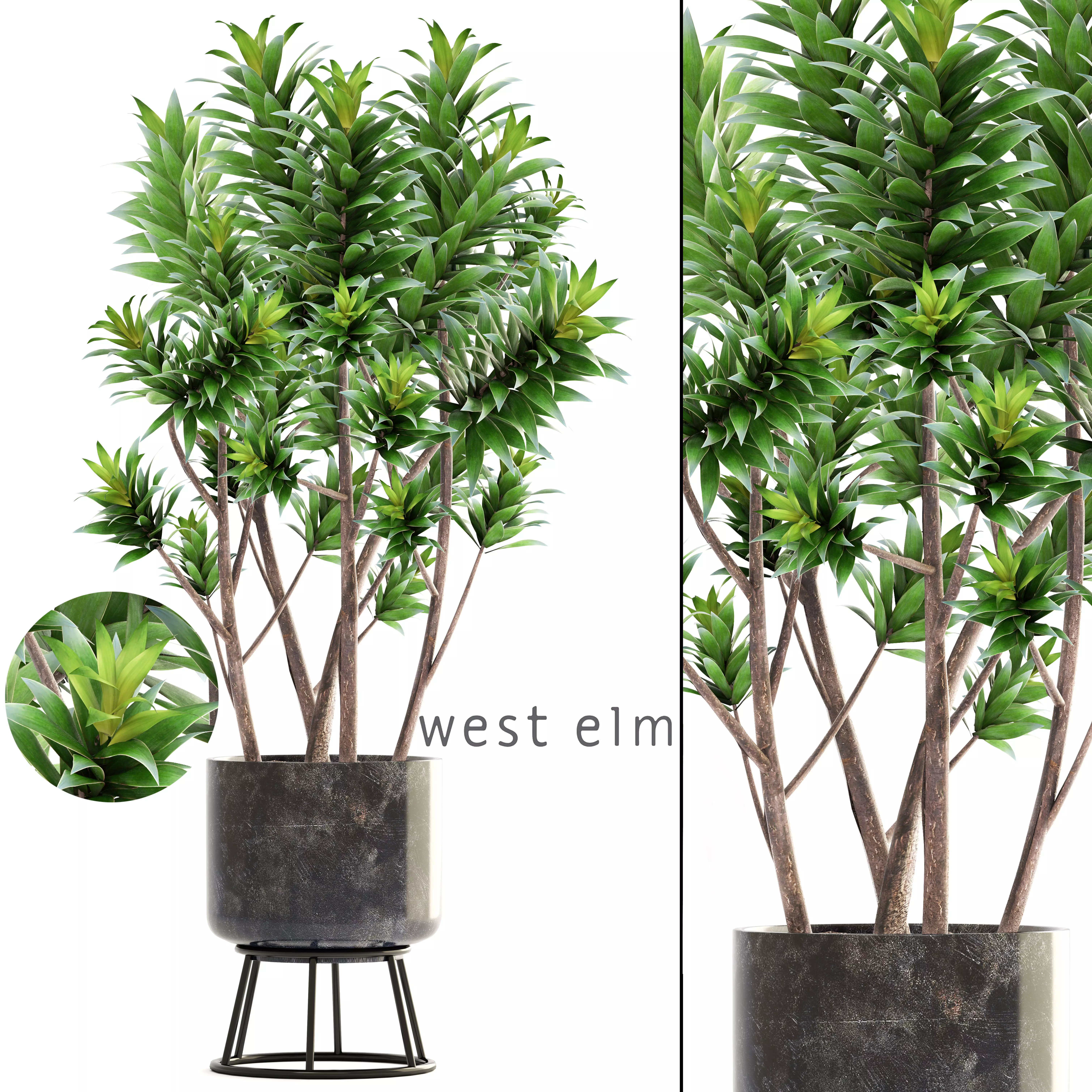 Dracaena tree 3D model_0