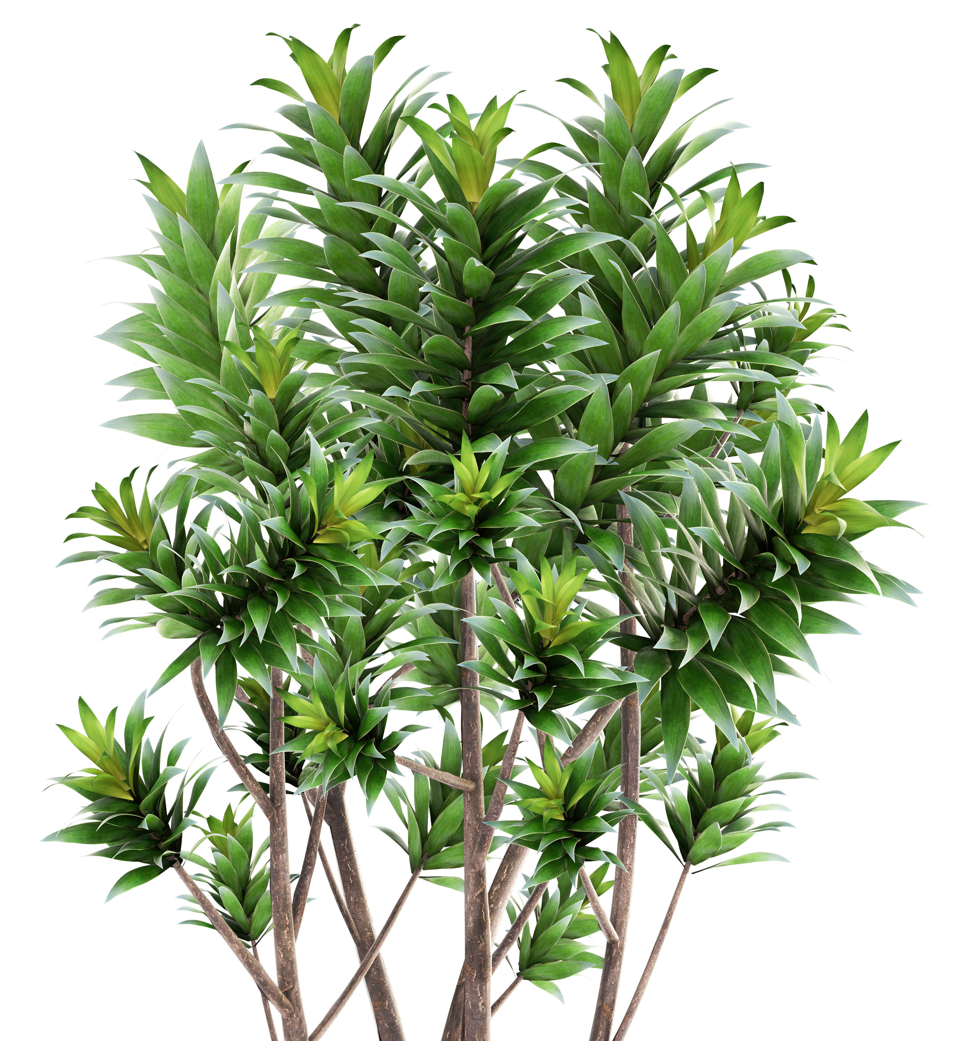 Dracaena tree 3D model_7