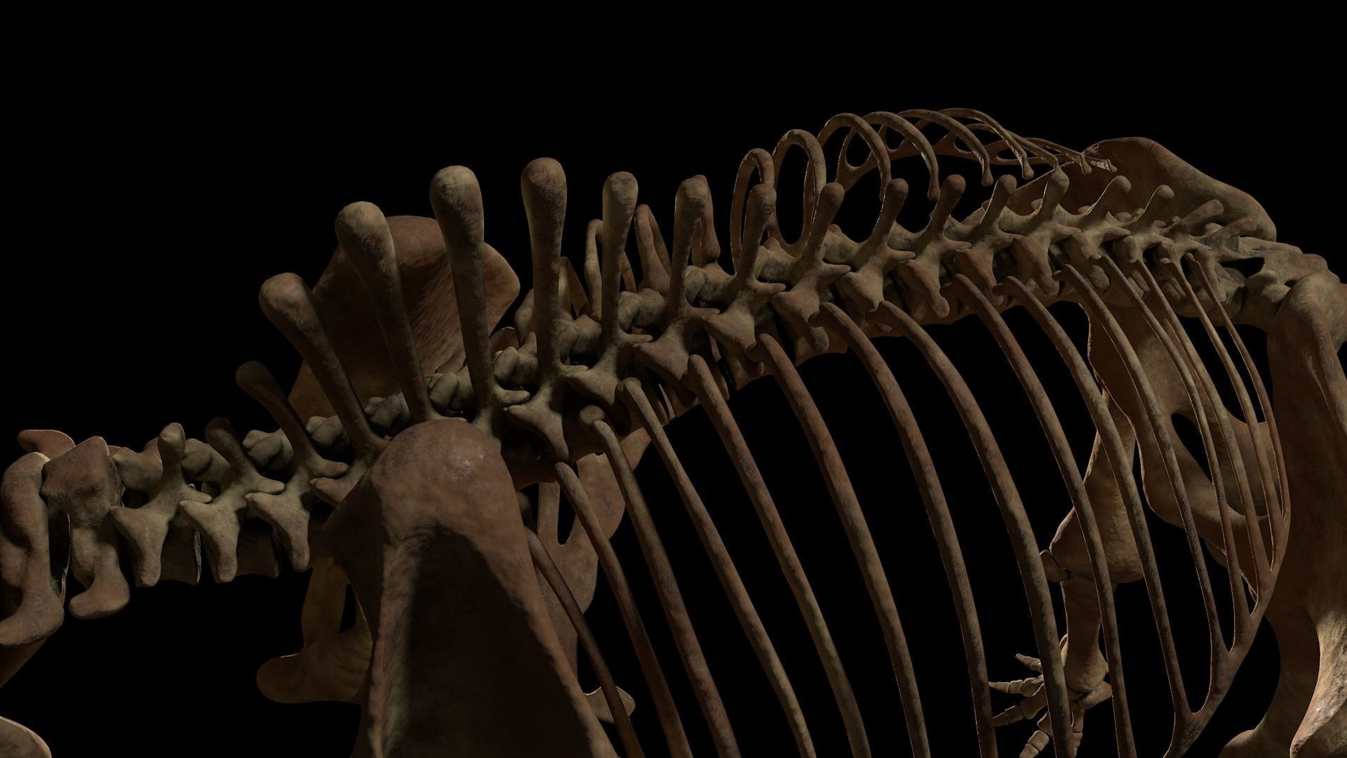 Woolly Mammoth - Mammuthus primigenius Anatomy Pack 3D model_26