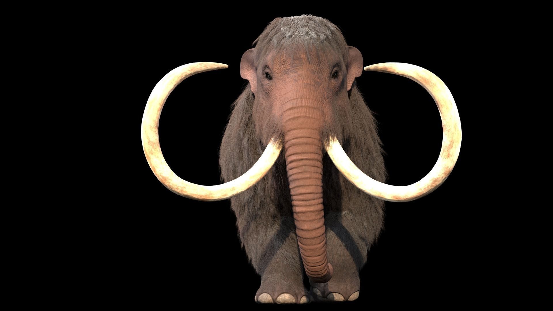 Woolly Mammoth - Mammuthus primigenius Anatomy Pack 3D model_5