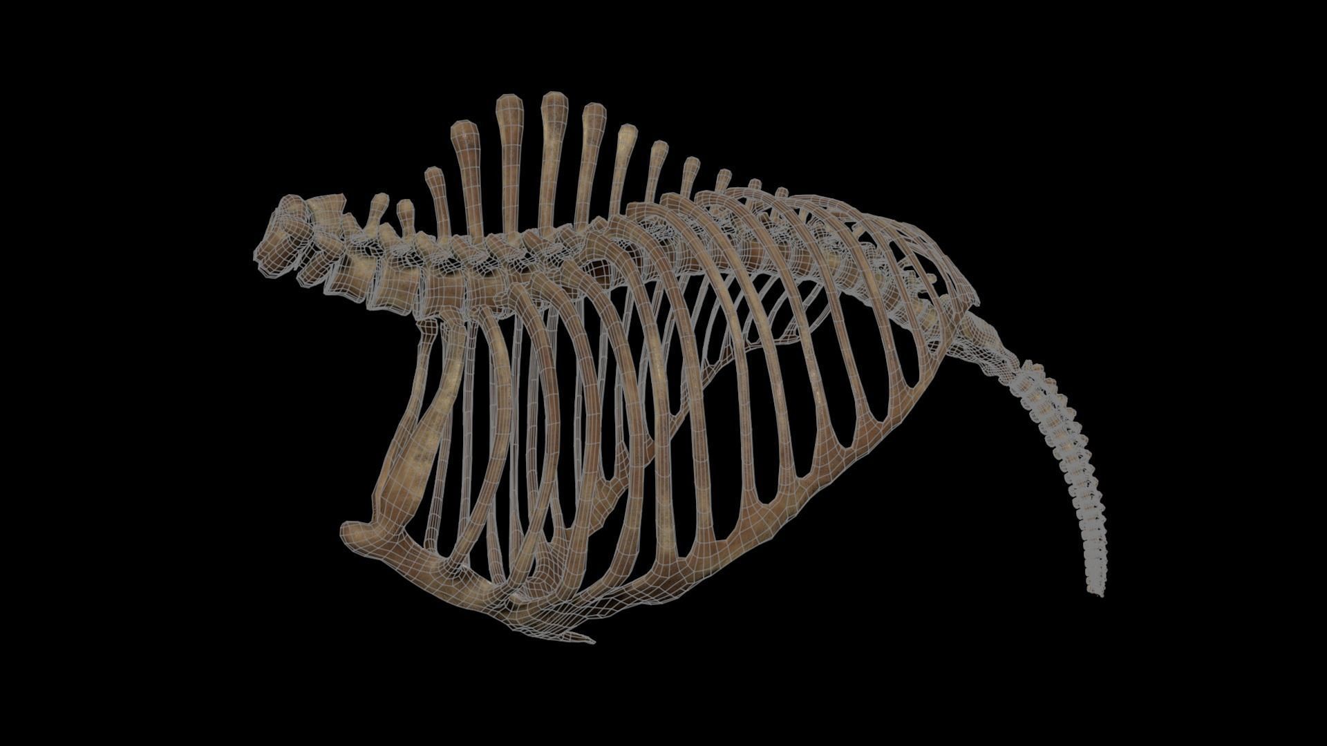 Woolly Mammoth - Mammuthus primigenius Anatomy Pack 3D model_27