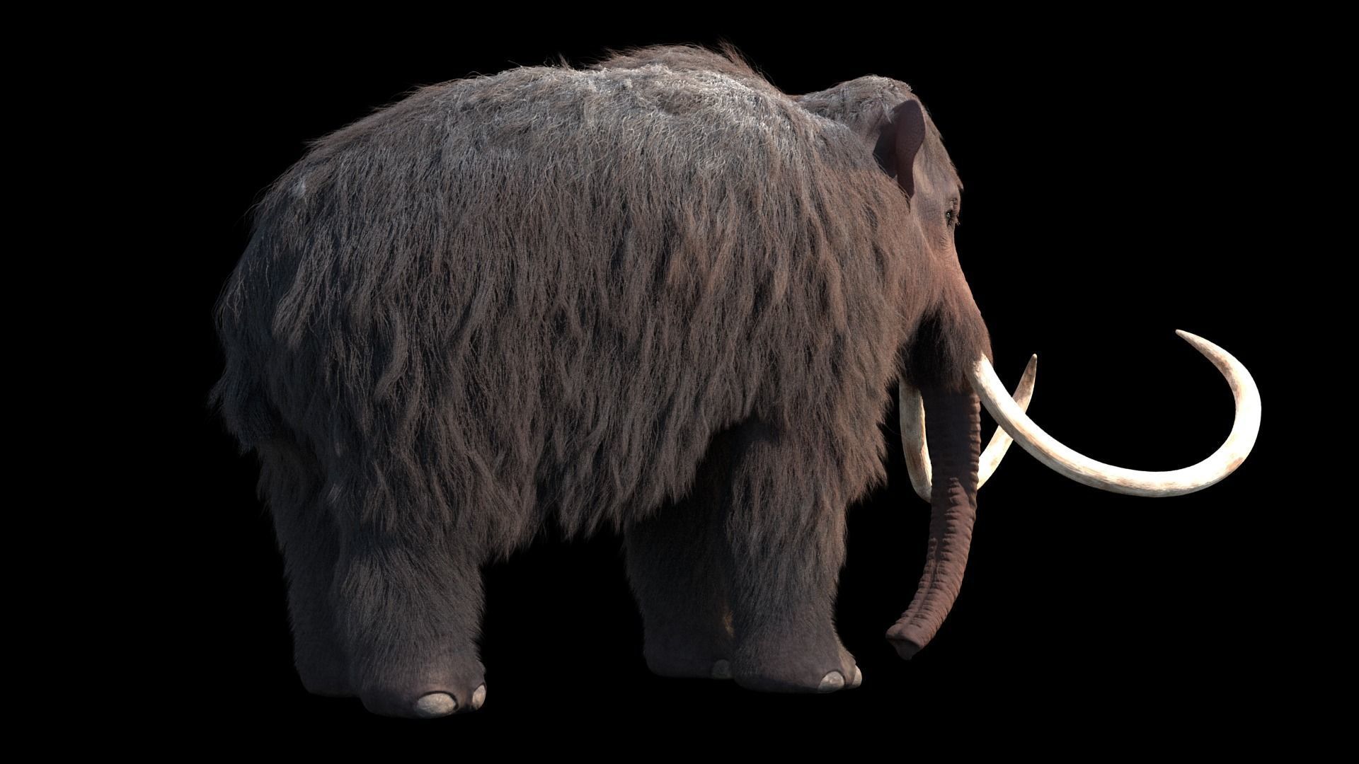 Woolly Mammoth - Mammuthus primigenius Anatomy Pack 3D model_3
