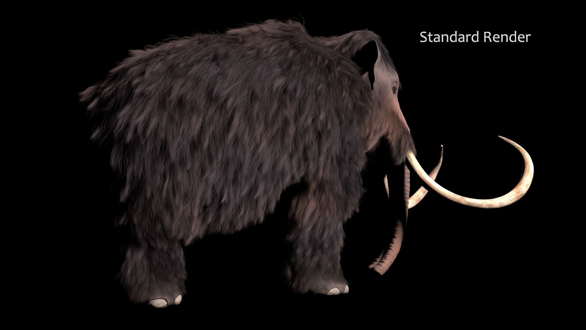 Woolly Mammoth - Mammuthus primigenius Anatomy Pack 3D model_15