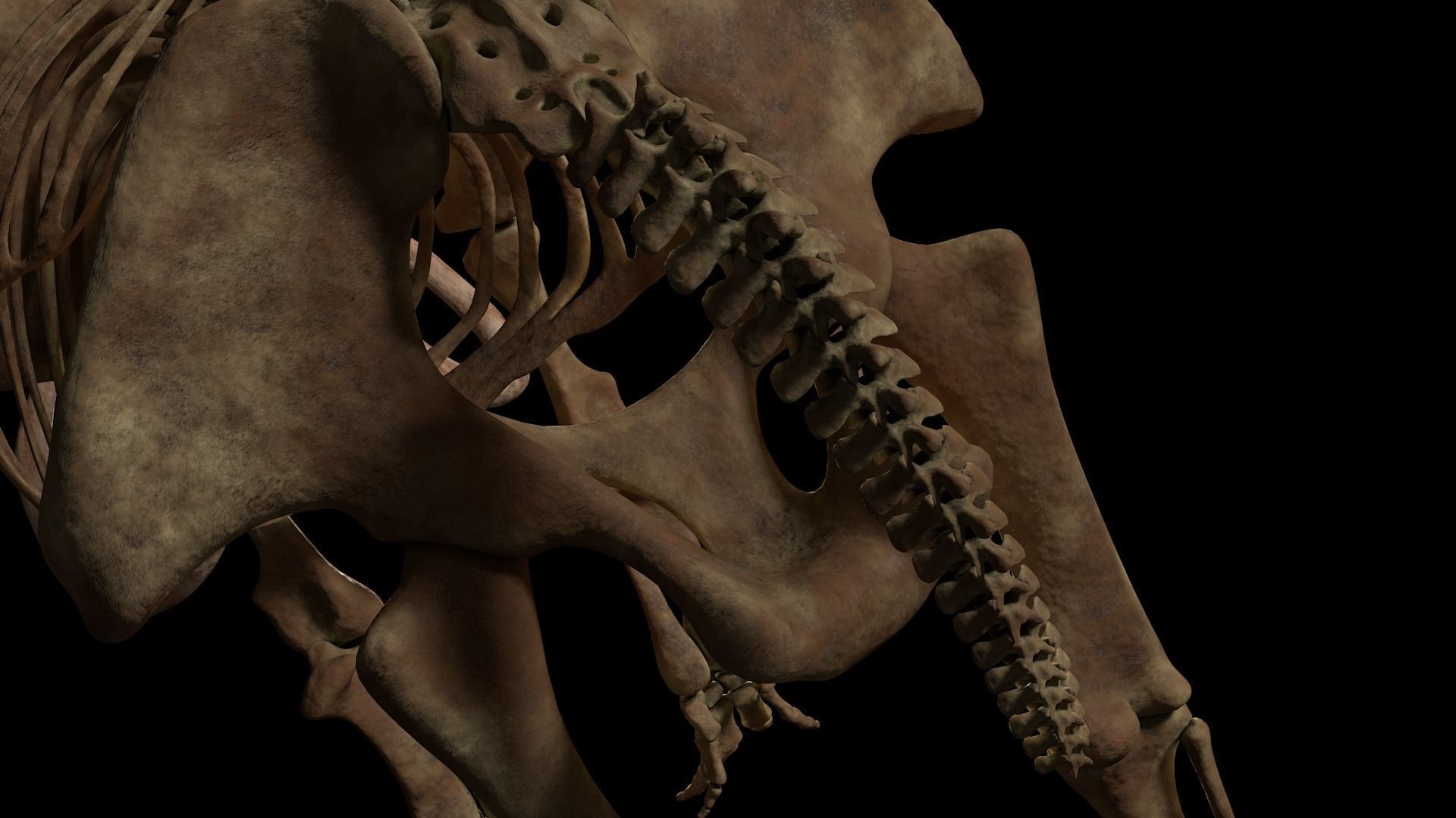 Woolly Mammoth - Mammuthus primigenius Anatomy Pack 3D model_28