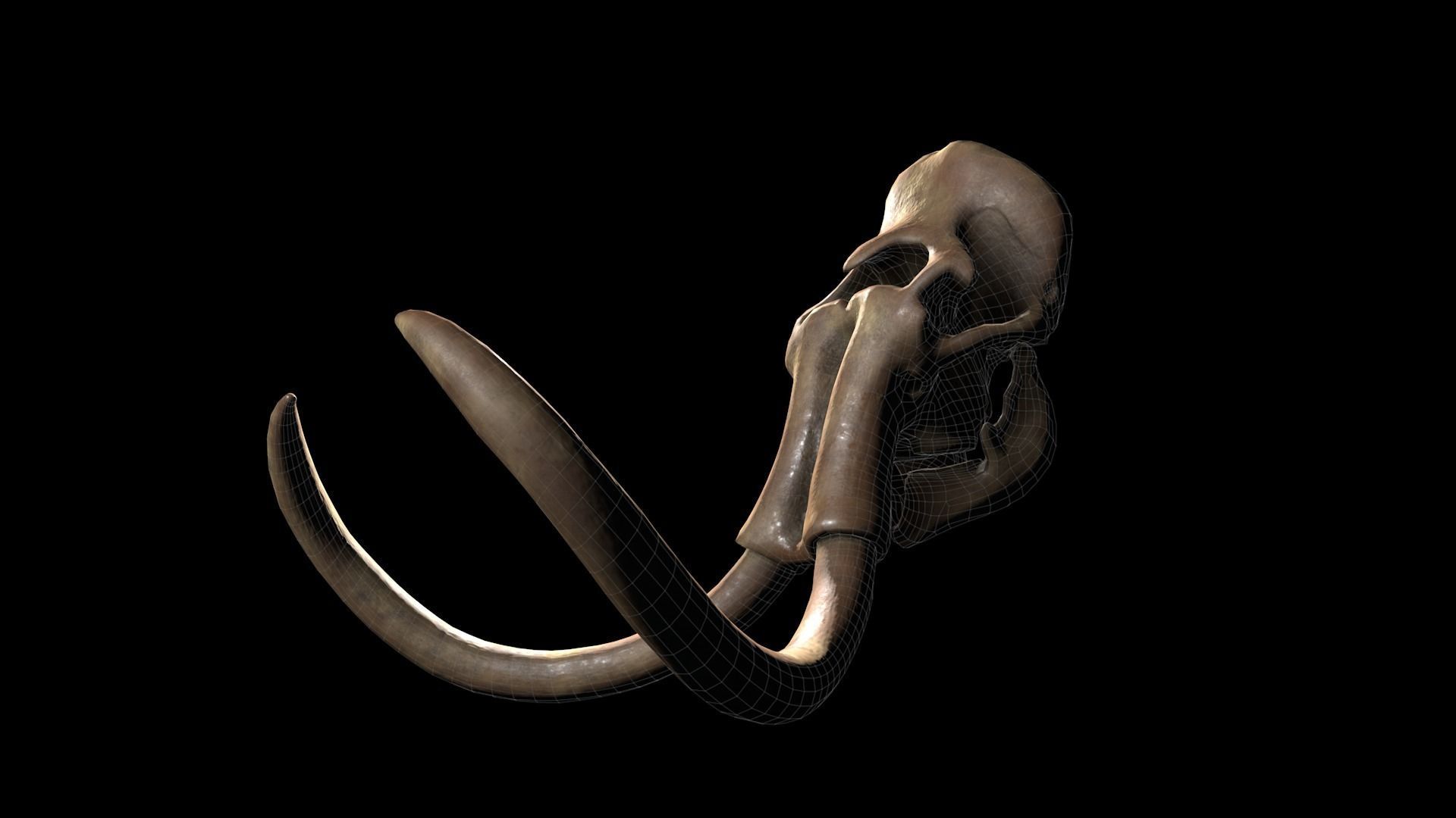 Woolly Mammoth - Mammuthus primigenius Anatomy Pack 3D model_22