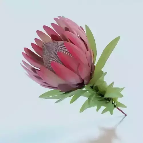 Protea