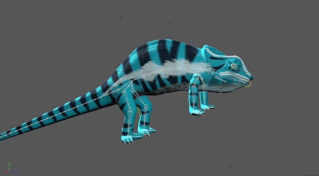 Panther Chameleon - Furcifer Pardalis 3D model_11