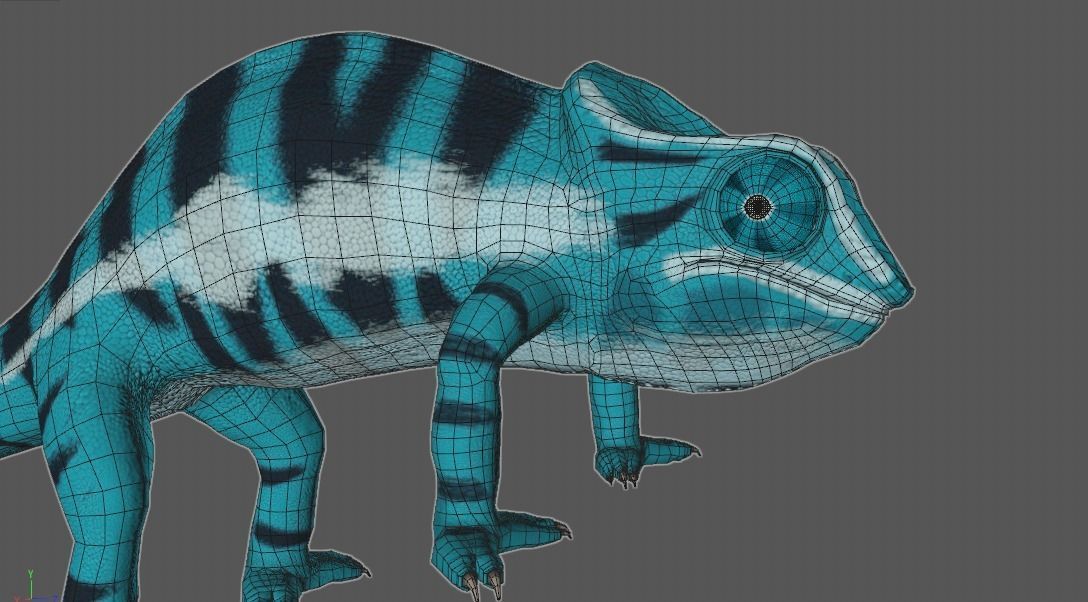 Panther Chameleon - Furcifer Pardalis 3D model_8