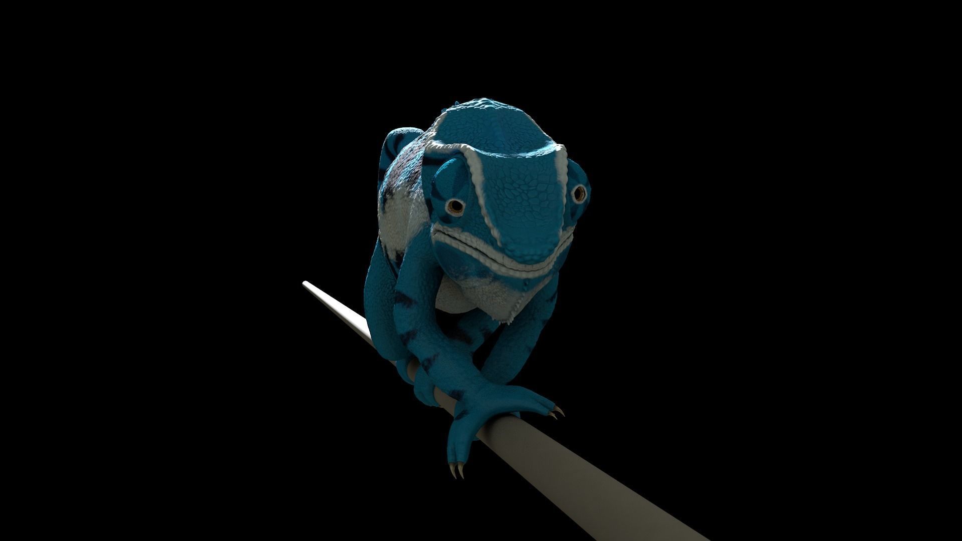 Panther Chameleon - Furcifer Pardalis 3D model_4