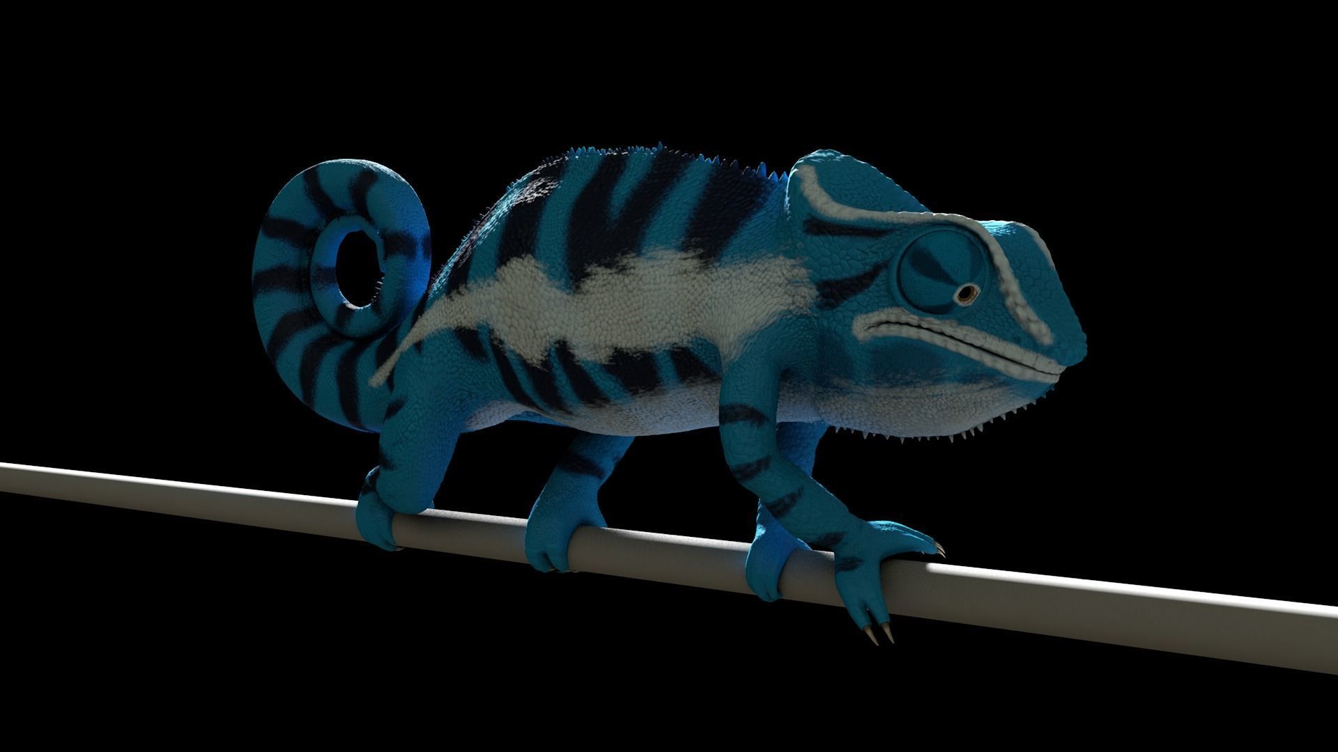 Panther Chameleon - Furcifer Pardalis 3D model_3