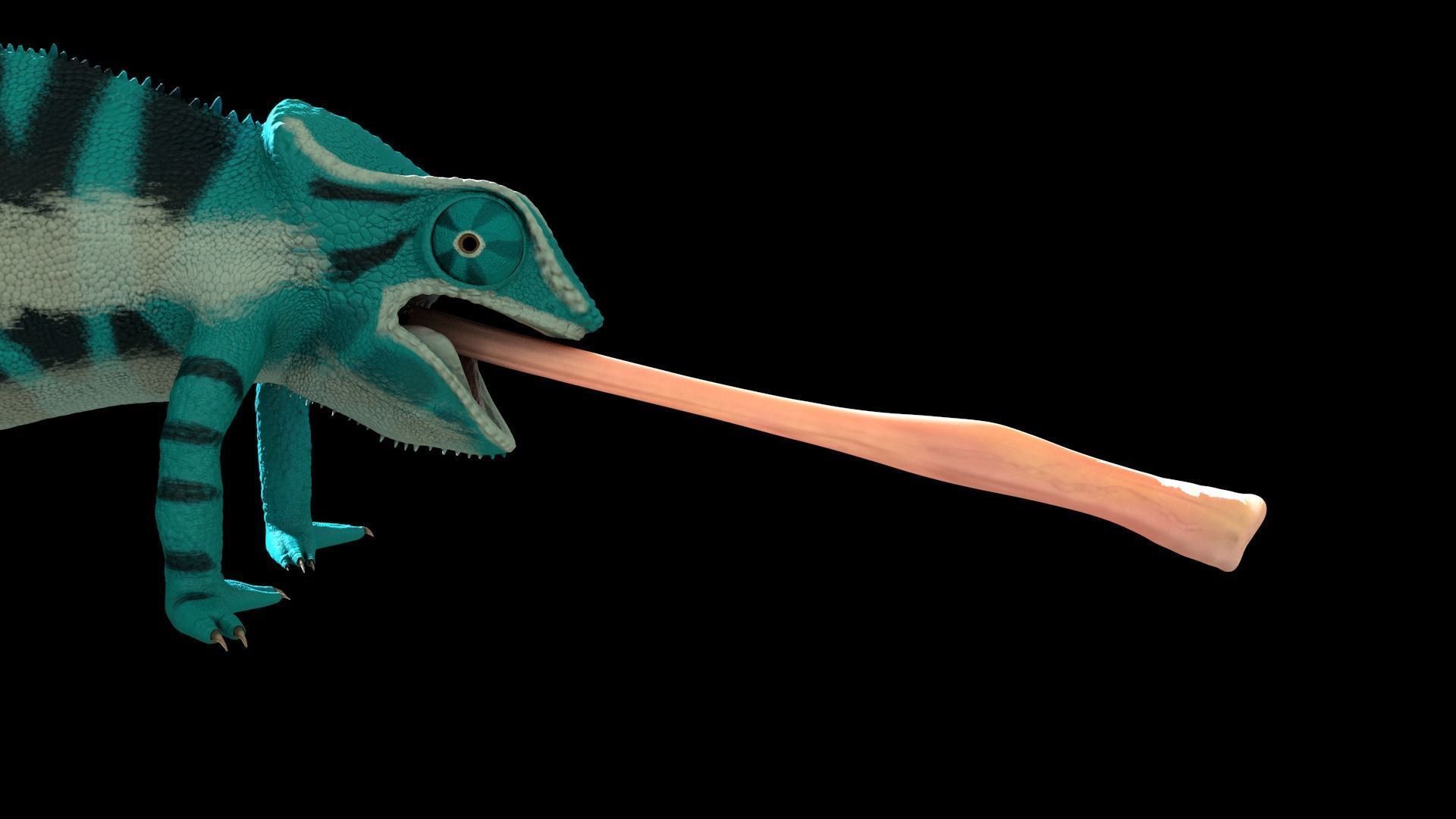 Panther Chameleon - Furcifer Pardalis 3D model_6