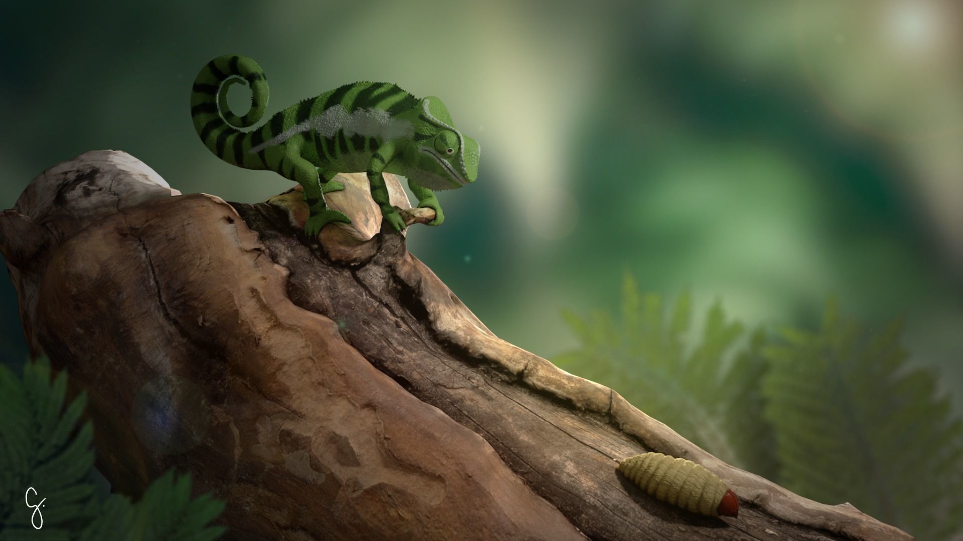 Panther Chameleon - Furcifer Pardalis 3D model_15