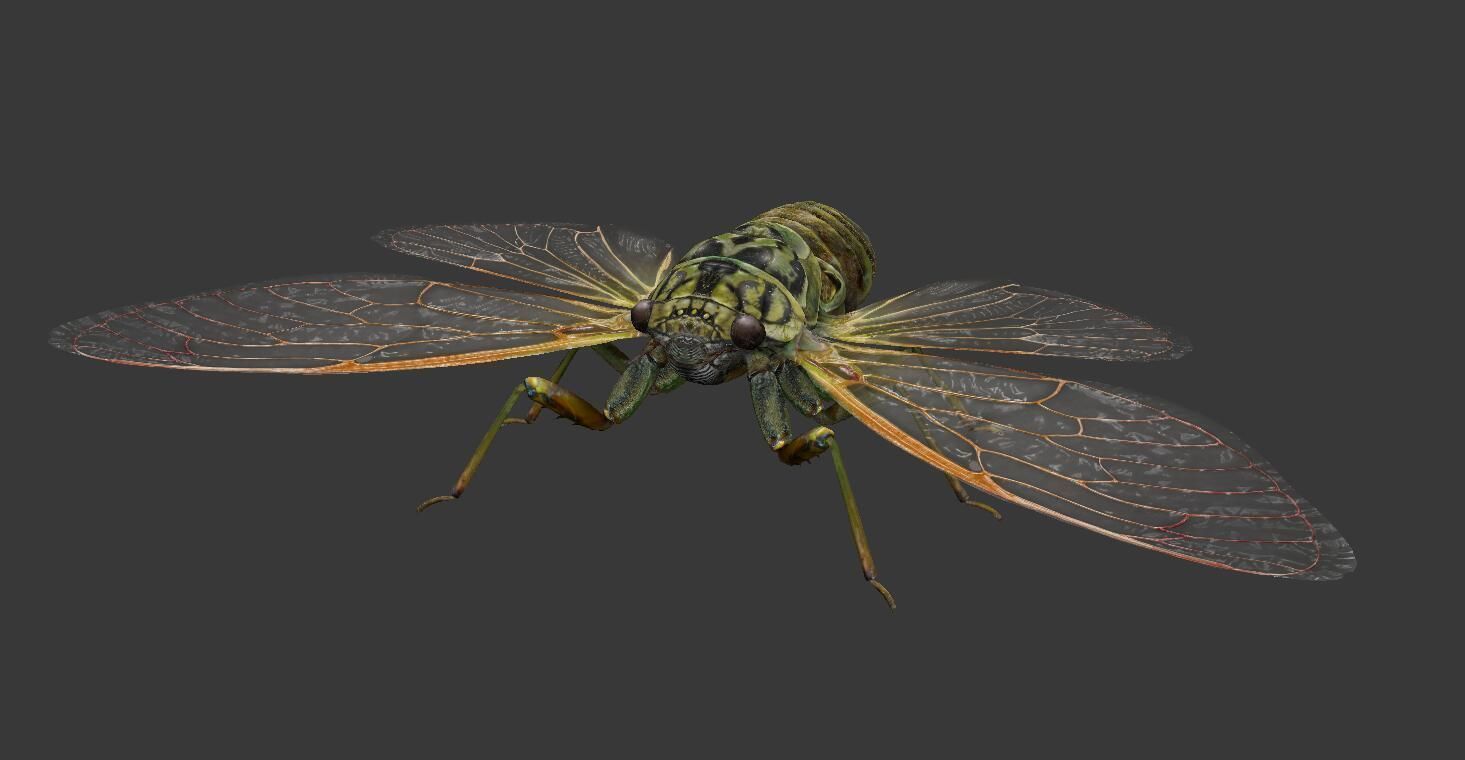 Cicada moth Low-poly 3D model_4