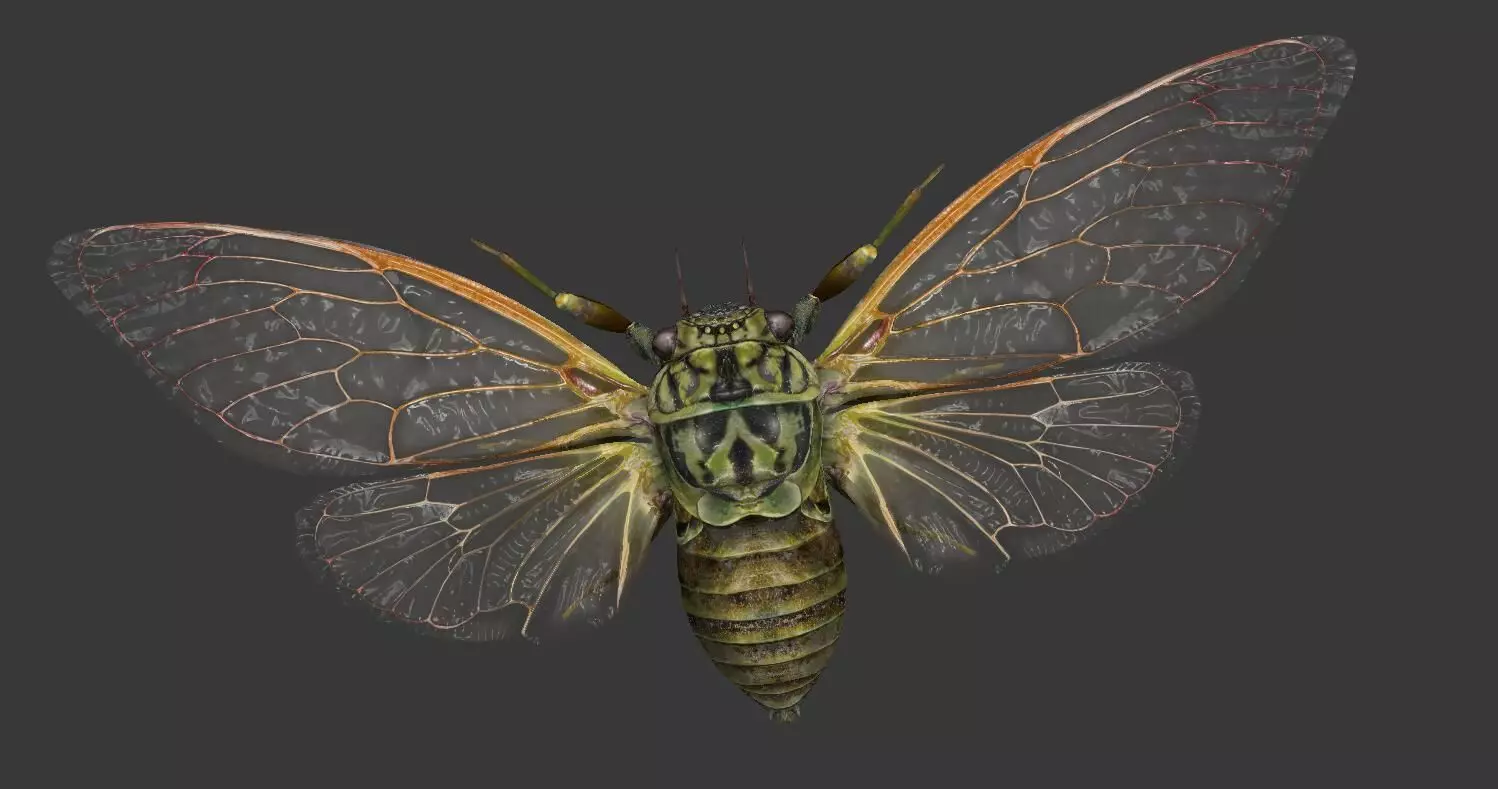 Cicada moth Low-poly 3D model_0