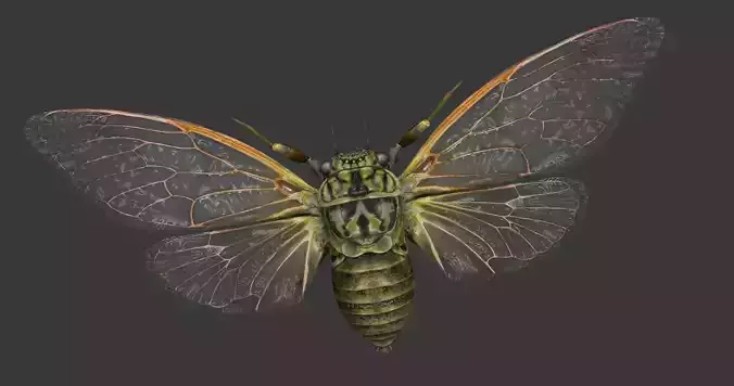 Cicada moth Low-poly 3D model