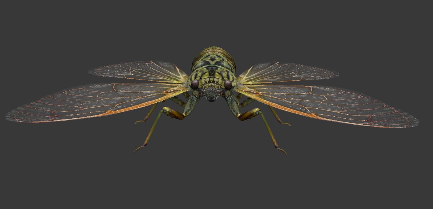Cicada moth Low-poly 3D model_6